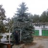 golubaya_el (4)